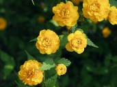 kerria-387-4