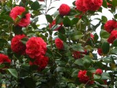kramers-supreme-camellia-2