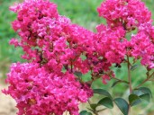 lagerstroemia-opisanie