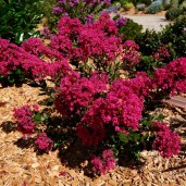 lagerstroemia_kiss_3021_04