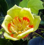 liriodendron-tulipifera-1