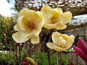 magnolia4