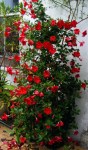 mandevilla