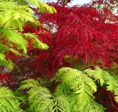 metasequoia-glypto-gold-rush-metasequoia-glyptostroboides-chinesisches-rotholz-urwelt-mammutbaum-cupressaceae-1