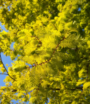 metasequoia-glypto-gold-rush-metasequoia-glyptostroboides-chinesisches-rotholz-urwelt-mammutbaum-cupressaceae-1