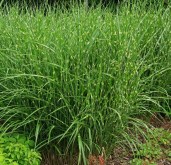 miscanthus-sinensis-strictus-dwarf