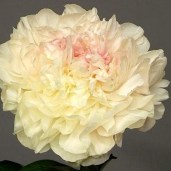 p_b837uwpld2xb
