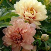 paeonia-itoh-copper-kettle-2-600x600