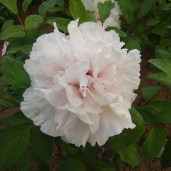 paeonia-suffruticosa-sai-xue-ta