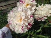 paeonia_candy_stripe-81595994411190