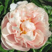 peony-neldas-joy