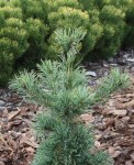 pin-parv-schoons-bonsai-14091822-1