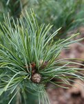 pin-parv-schoons-bonsai-14091822-3