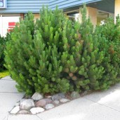 pinus-mugo-mugus1