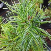 pinus-parv-schoons-bonsai