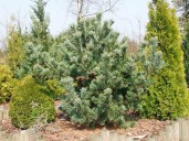 pinus-parviflora-06