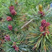 pinus-parviflora-fuku-zu-mi-spring-min-wfrrtgtivsqv