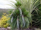 pinus-strobus-tiny-kurls6