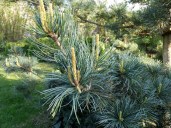 pinus_parviflora-1024x769