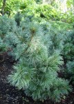 pinus_parviflora_Schoons_Bonsai_2008__1__edit