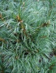pinus_parviflora_Schoons_Bonsai_2008__2_