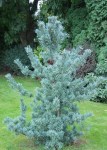 pinus_parviflora_Schoons_Bonsai_2010__3_
