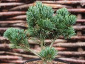 pinus_parviflora_hagaromo_seedling_resized