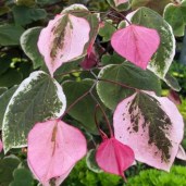 plant_30457_shoot_20210412231420