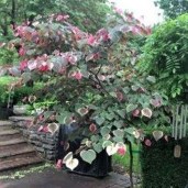 plant_30457_user_1656_20210412232006
