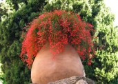 plante-pot-600x4503