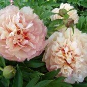 scrumdidlyumptious_1-600x600