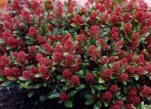 skimmia-japonica-rubella