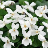 sq-viola-odorata-royal-wedding-001