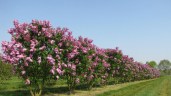 syringa-vulgaris-charles-joly-multi-stem-1