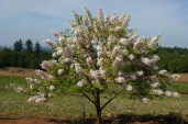 th2_xanthoceras_sorbifolium