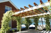 trachelospermum-jasminoides-near-house-260nw-432102067
