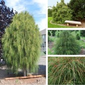 tuja-vakarine-thuja-occidentalis-filiformis-