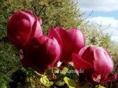 unnamed186