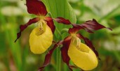 venerin-bashmachok-nastoyashhij-cypripedium-calceolus