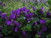 violetta-di-Parma