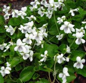 white_voilet__25238.1560441911