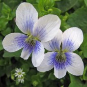 wild-violets