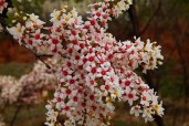 xanthoceras_sorbifolium_2_800x