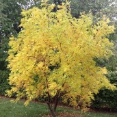 yellowhorn