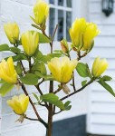 z-yellow214