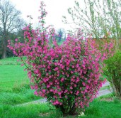Кроваво-красная-смородина-лат.-Ribes-sanguineum